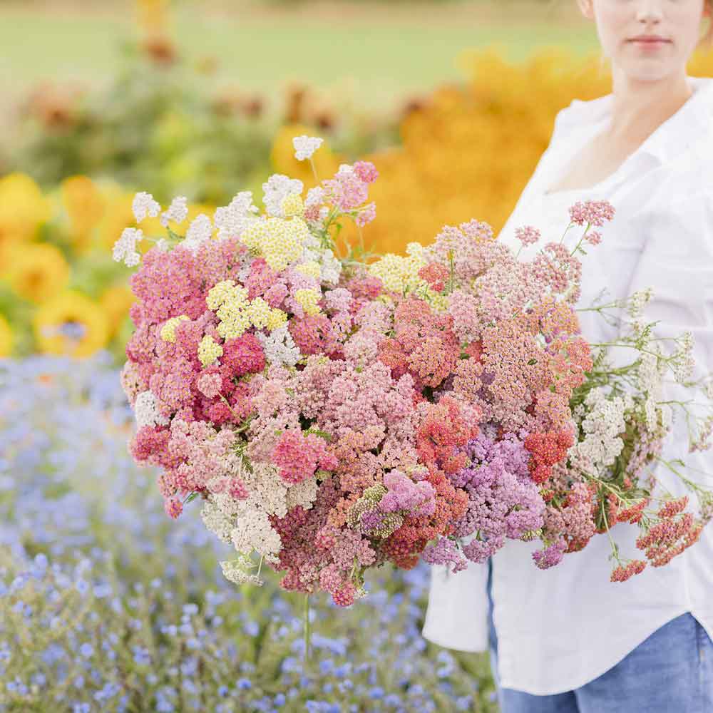 Colorado mix yarrow cluster in red, orange, and yellow tones outdoors.