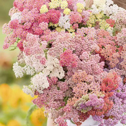 Colorado mix yarrow in yellow, orange, and red blooming in a sunny garden.