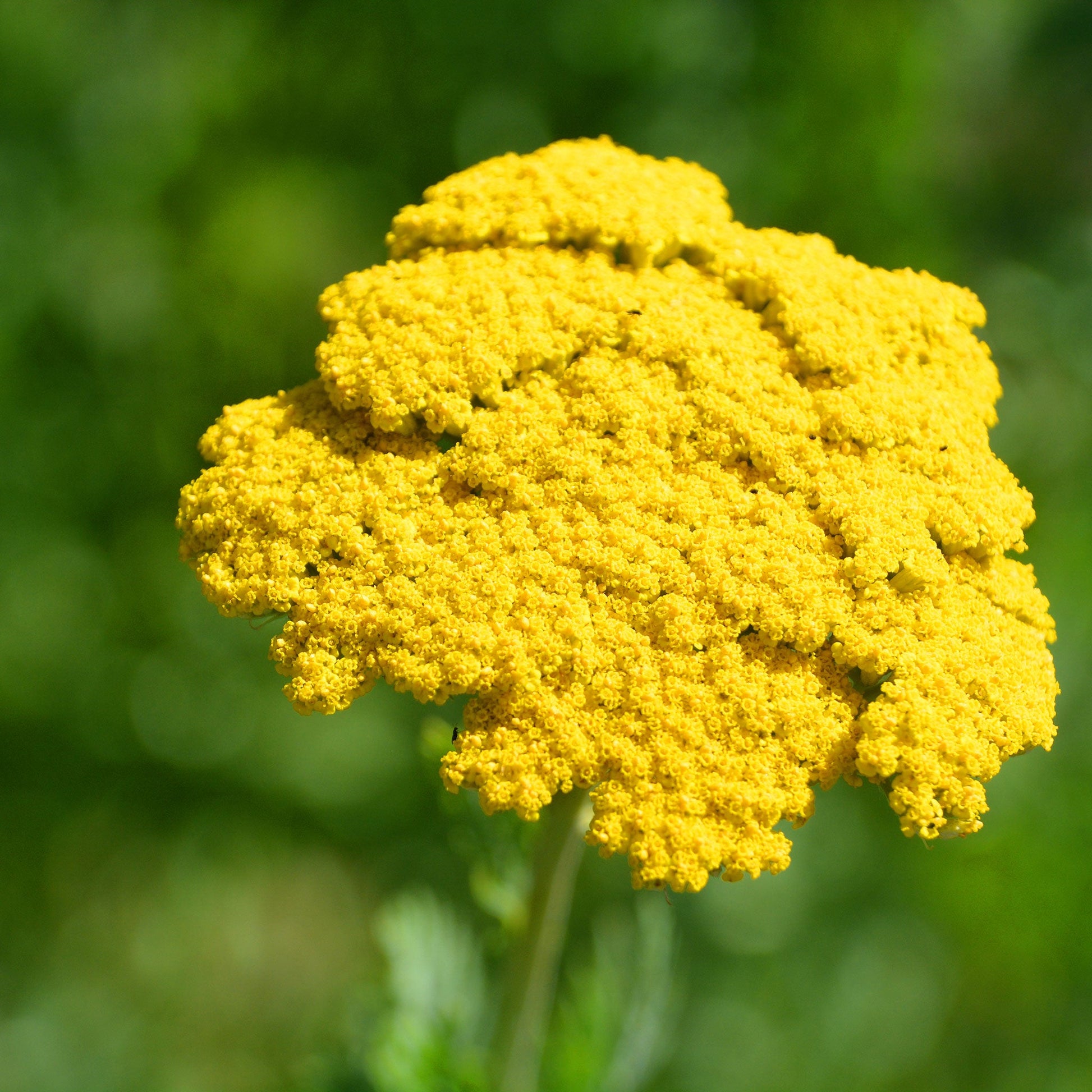 Cluster of gold yarrow flowers with small yellow blooms on green stems outdoors.