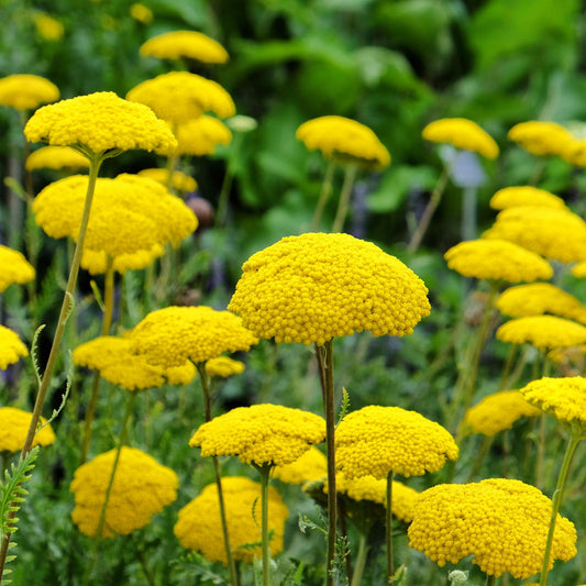 Gold yarrow close-up with bright yellow blooms against a soft blurred green background.