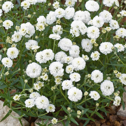 Marshmallow yarrow with white flowers and green foliage in a garden bed.