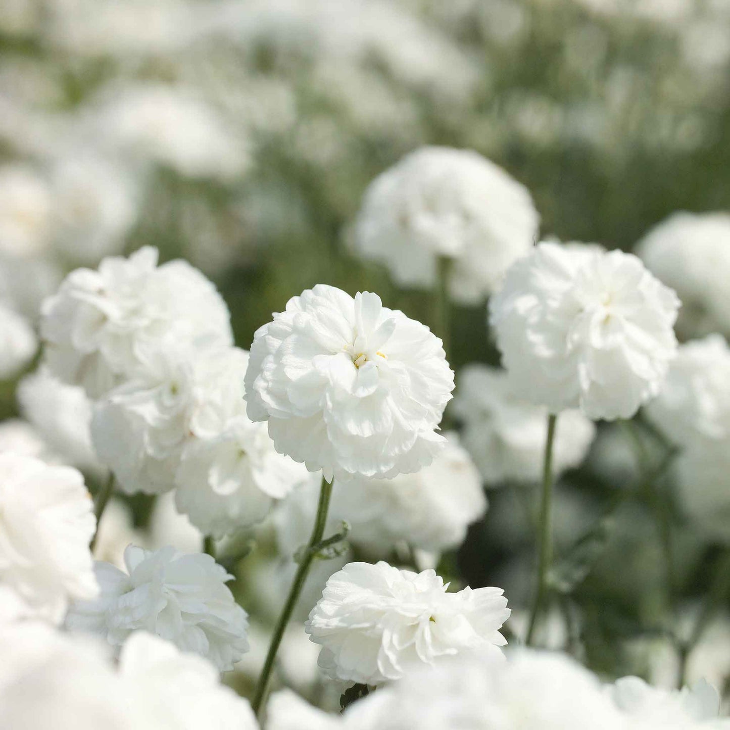 Marshmallow yarrow with fluffy white blooms and a soft close-up background.