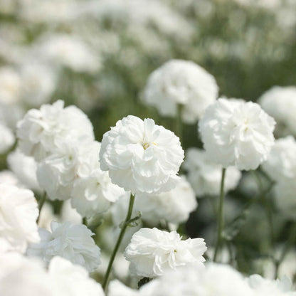 Marshmallow yarrow with fluffy white blooms and a soft close-up background.