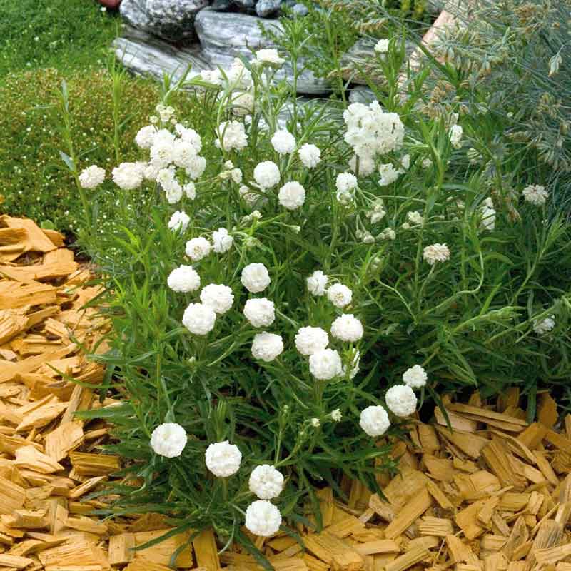 Marshmallow yarrow cluster with small white flowers and green leaves in the background.