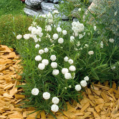 Marshmallow yarrow cluster with small white flowers and green leaves in the background.