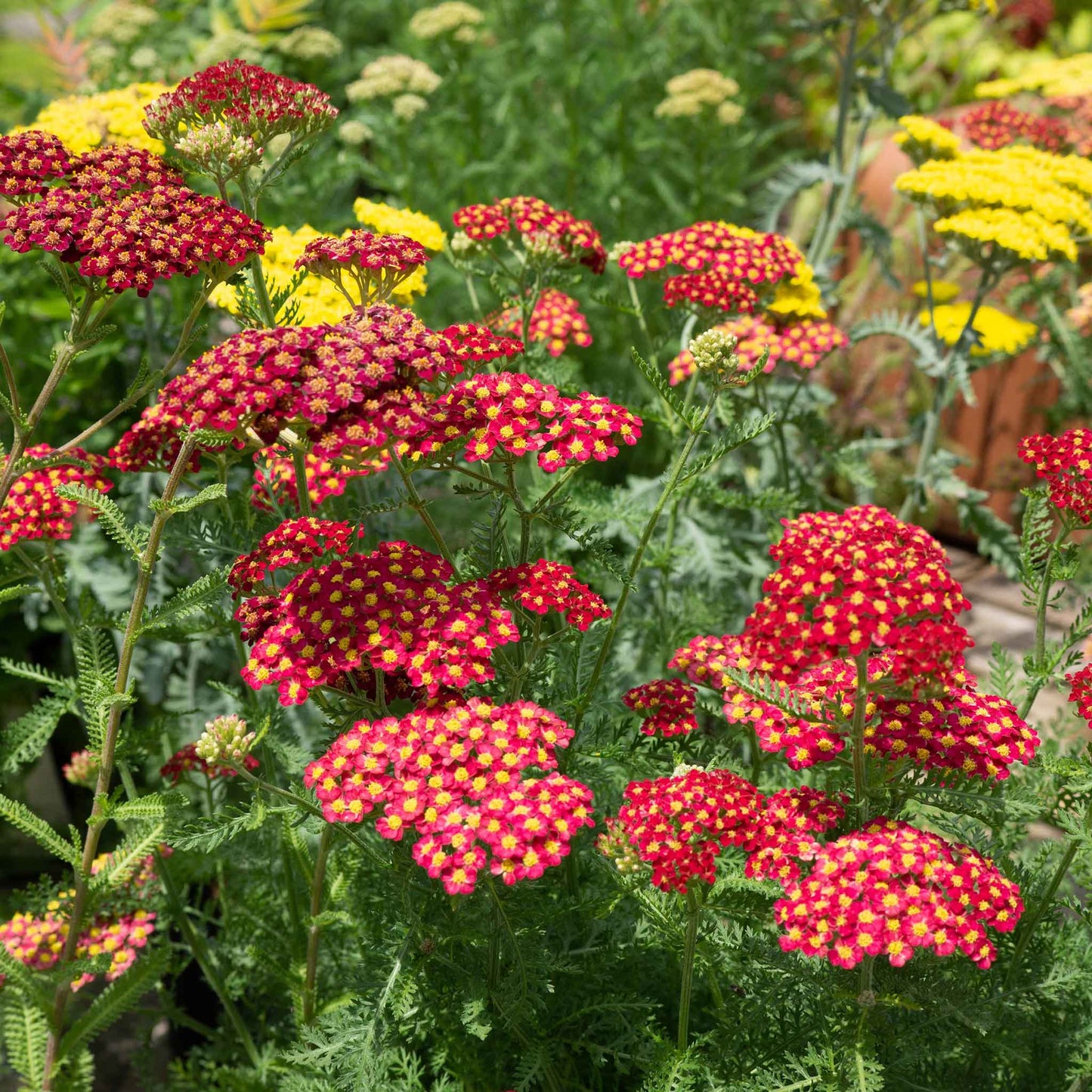 Red yarrow flowers with vibrant crimson blooms and soft green foliage in the background.
