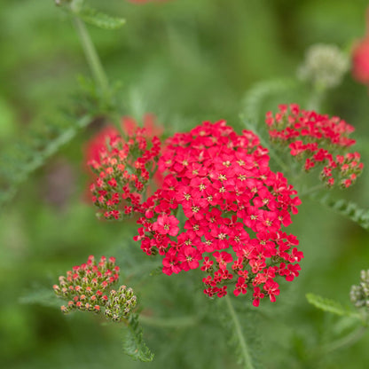 Red yarrow blooms in deep crimson tones with a softly blurred outdoor background.