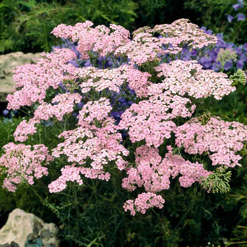 Yarrow appleblossom with soft pink flower heads in a blurred garden setting. | copyright: Floramedia UK Ltd
