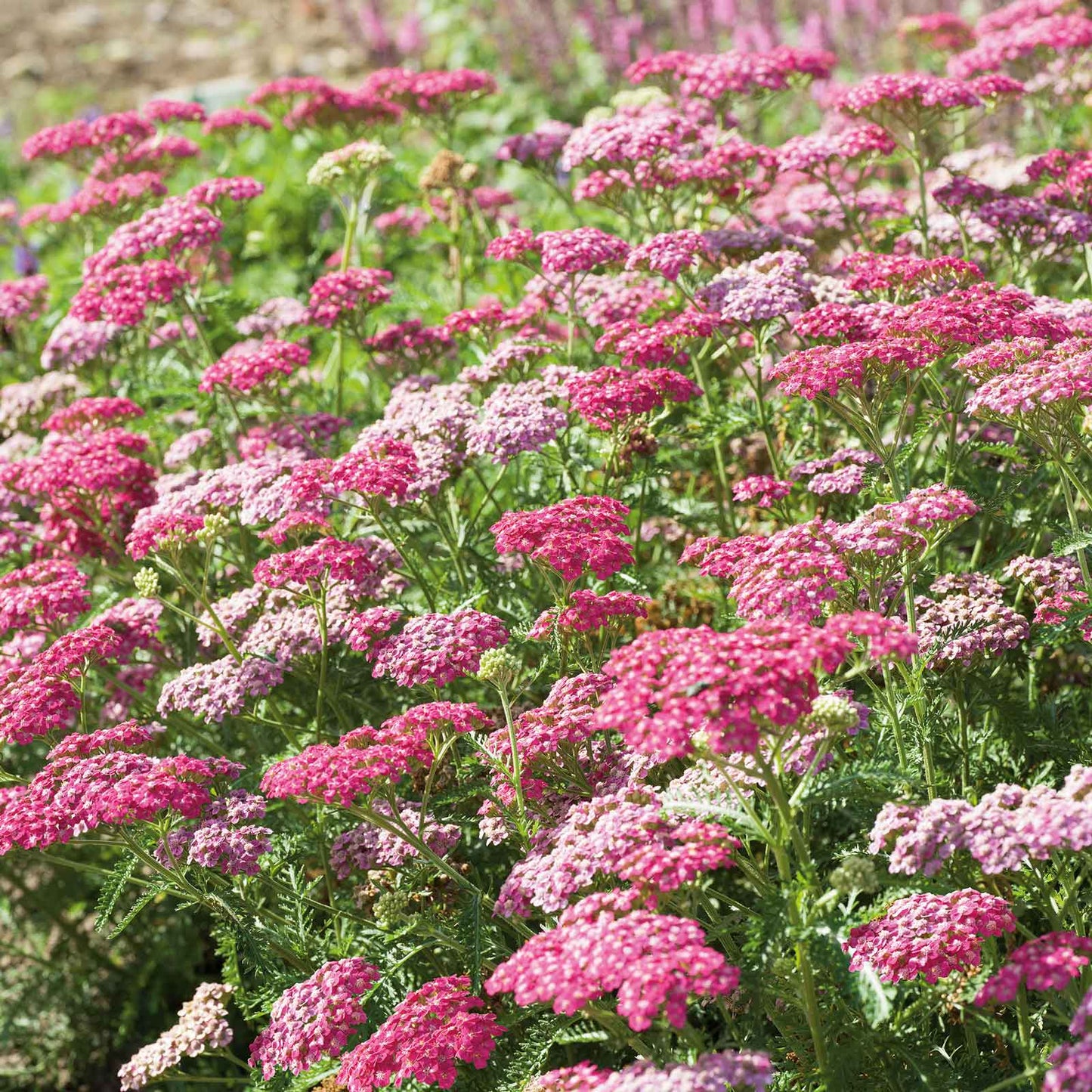  Yarrow appleblossom with vibrant pink clusters on green stems against a blurred background.