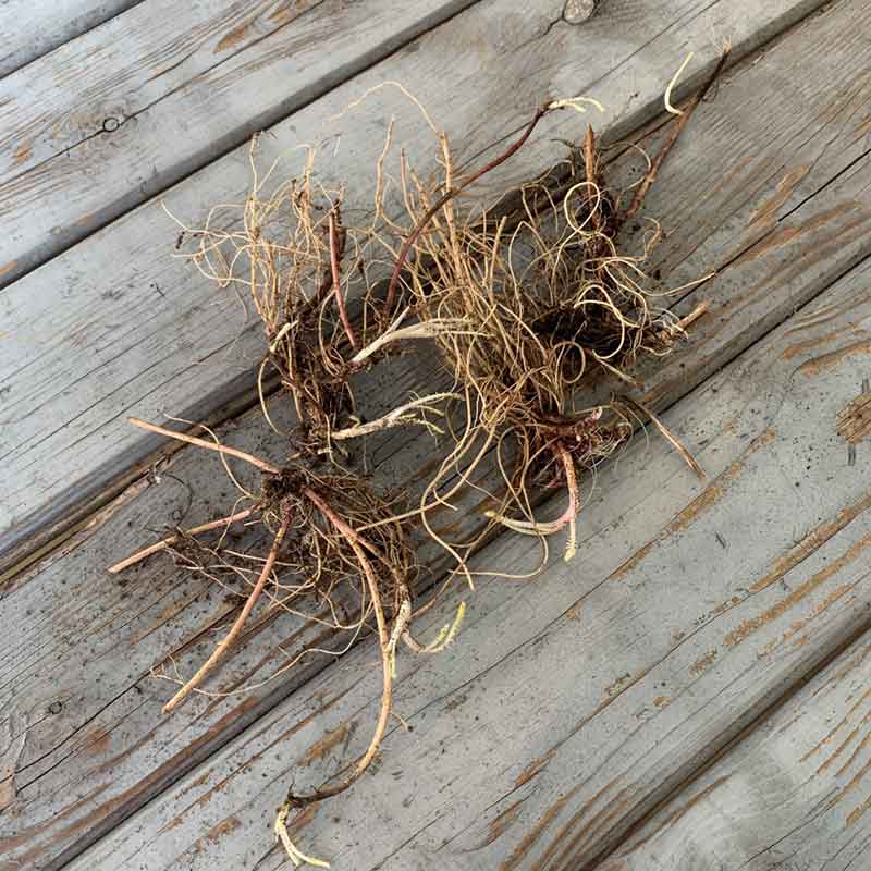 Yarrow roots with tan fibrous texture on a rustic wooden surface.