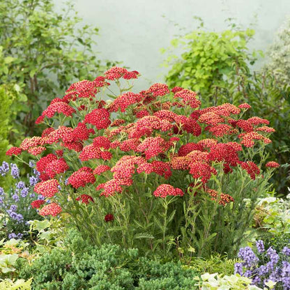 Yarrow fanal with bright red flower clusters and green foliage in a sunny garden. | copyright: Floramedia UK Ltd