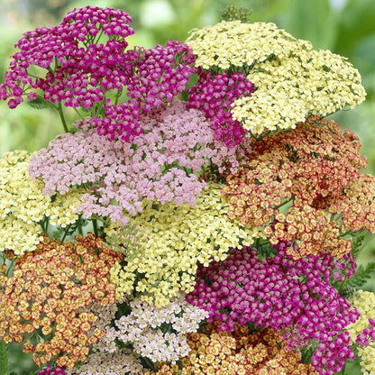Yarrow mix with pink, yellow, and white flower clusters against a green garden background.