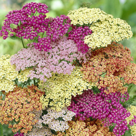 Yarrow mix with pink, yellow, and white flower clusters against a green garden background.