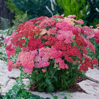 Yarrow red shades with deep red flower clusters and green foliage in a garden setting. | copyright: Floramedia UK Ltd