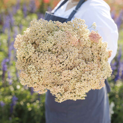 Yarrow salmon beauty in pink and orange held in a large bunch with a blurred background.