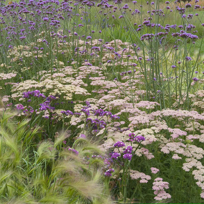 Yarrow salmon beauty with pink and orange blooms in a garden with purple flowers in the background.