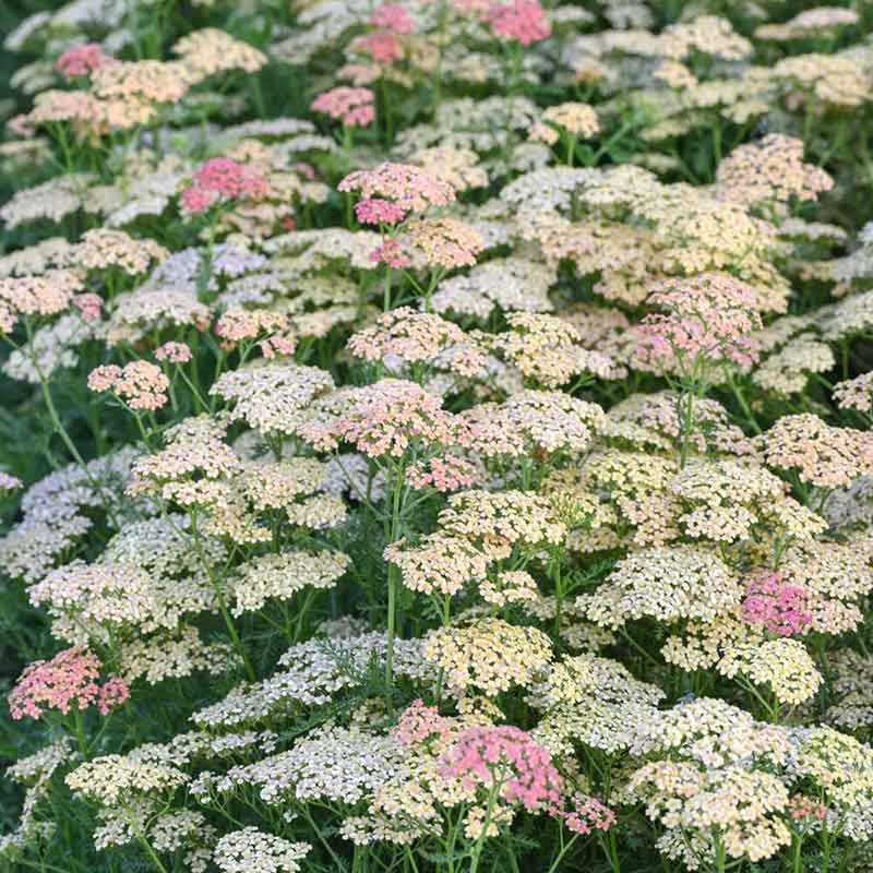 Yarrow salmon beauty with pink and orange clusters in a sunny white and green garden.