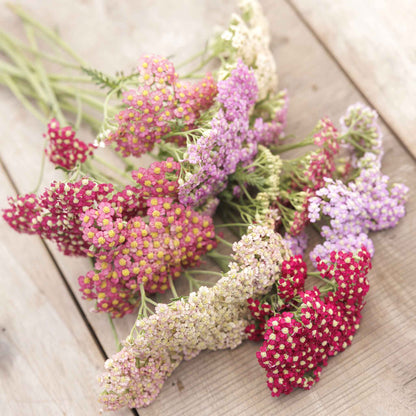 Yarrow summer pastels mix with pink, yellow, and orange blooms held in a bouquet.