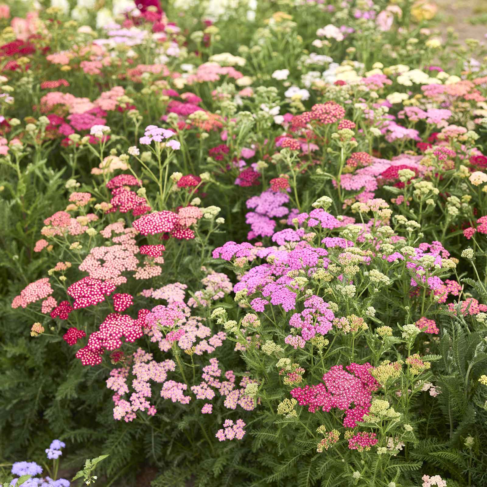  Yarrow summer pastels mix with tiny pink, yellow, and white flower clusters in a garden.