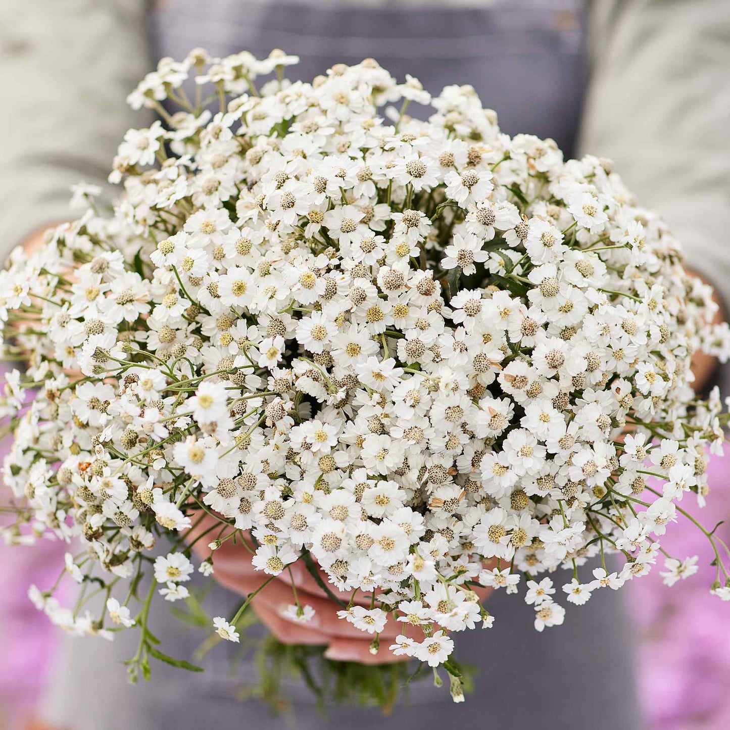 The Pearl yarrow with white flowers and green foliage against a soft background.