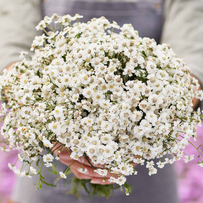 The Pearl yarrow with white flowers and green foliage against a soft background.