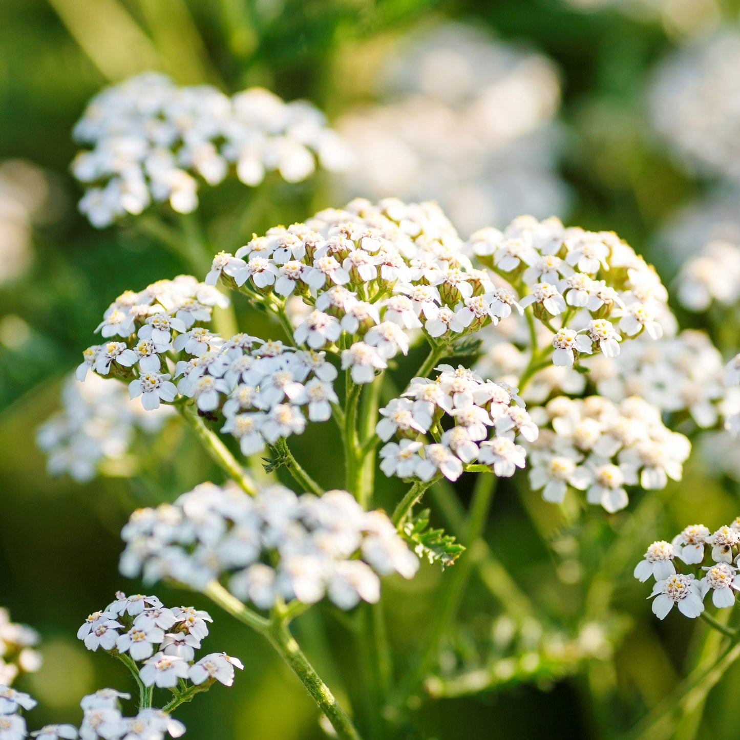 Close-up of white yarrow with lacy petals against a soft background.