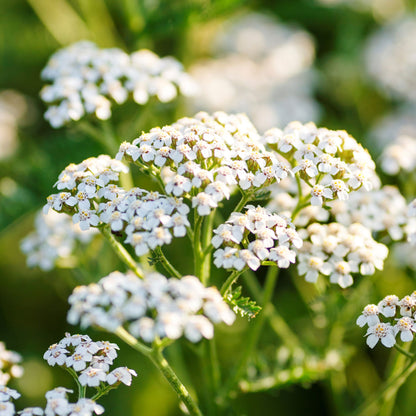 Close-up of white yarrow with lacy petals against a soft background.