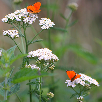 Fluffy white yarrow flowers with small blooms against a blurred green background.