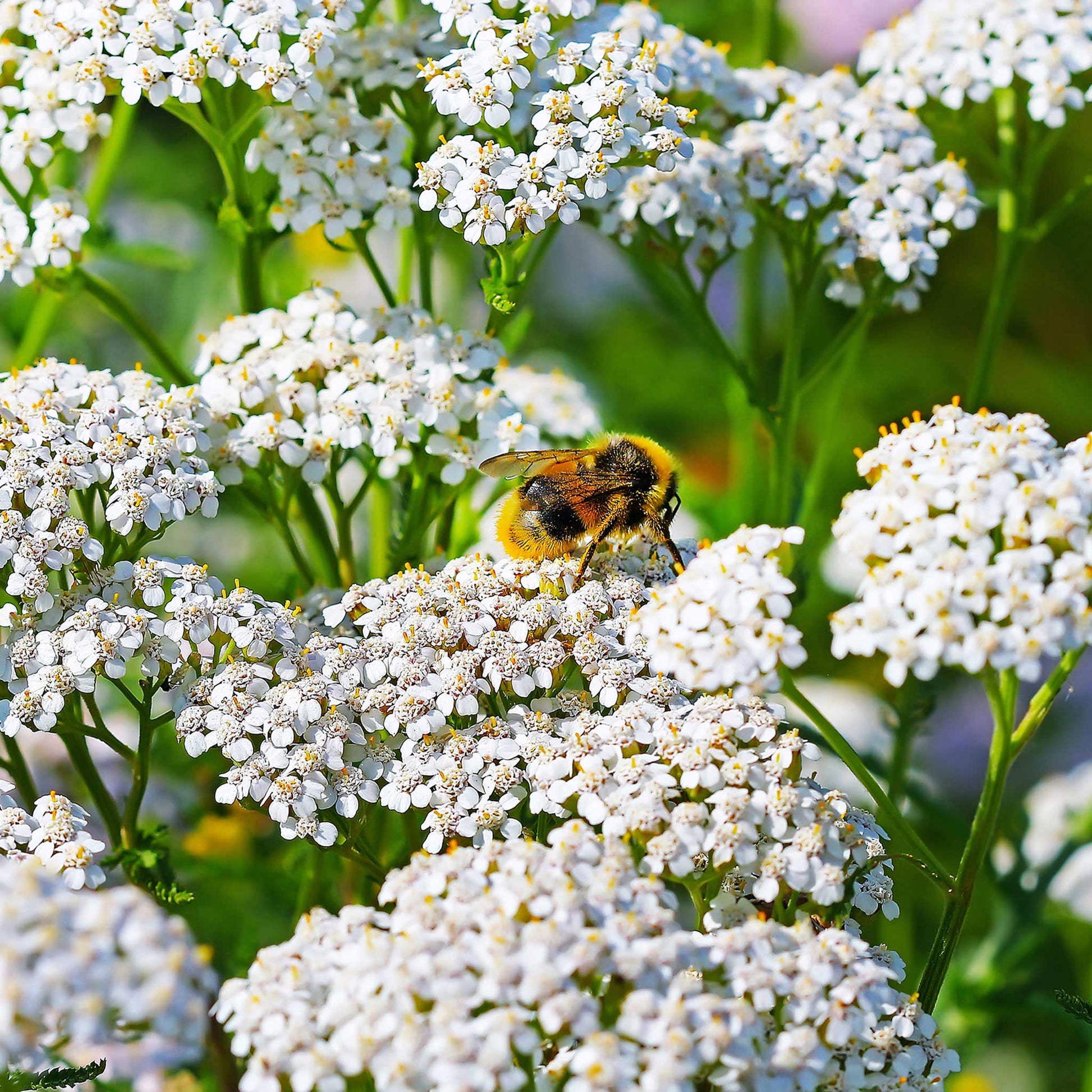 White yarrow flowers with green foliage visible in a soft-focus background.