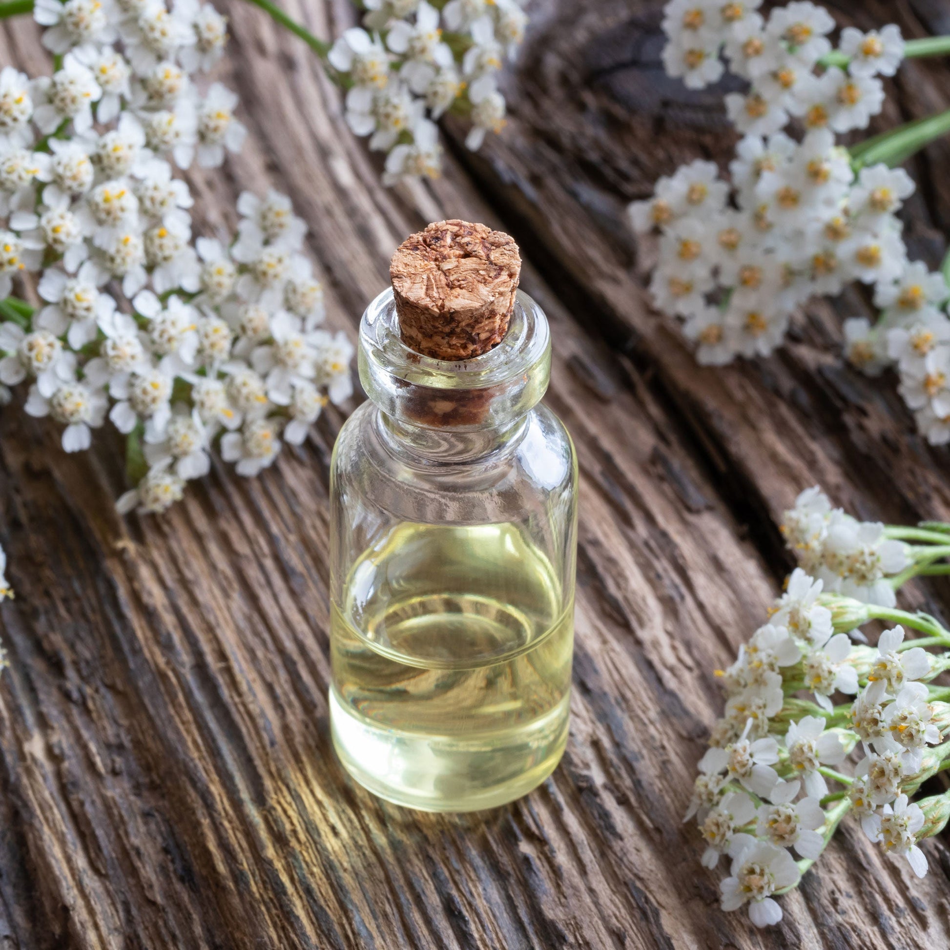 White yarrow flowers with delicate petals beside a small bottle on wood.