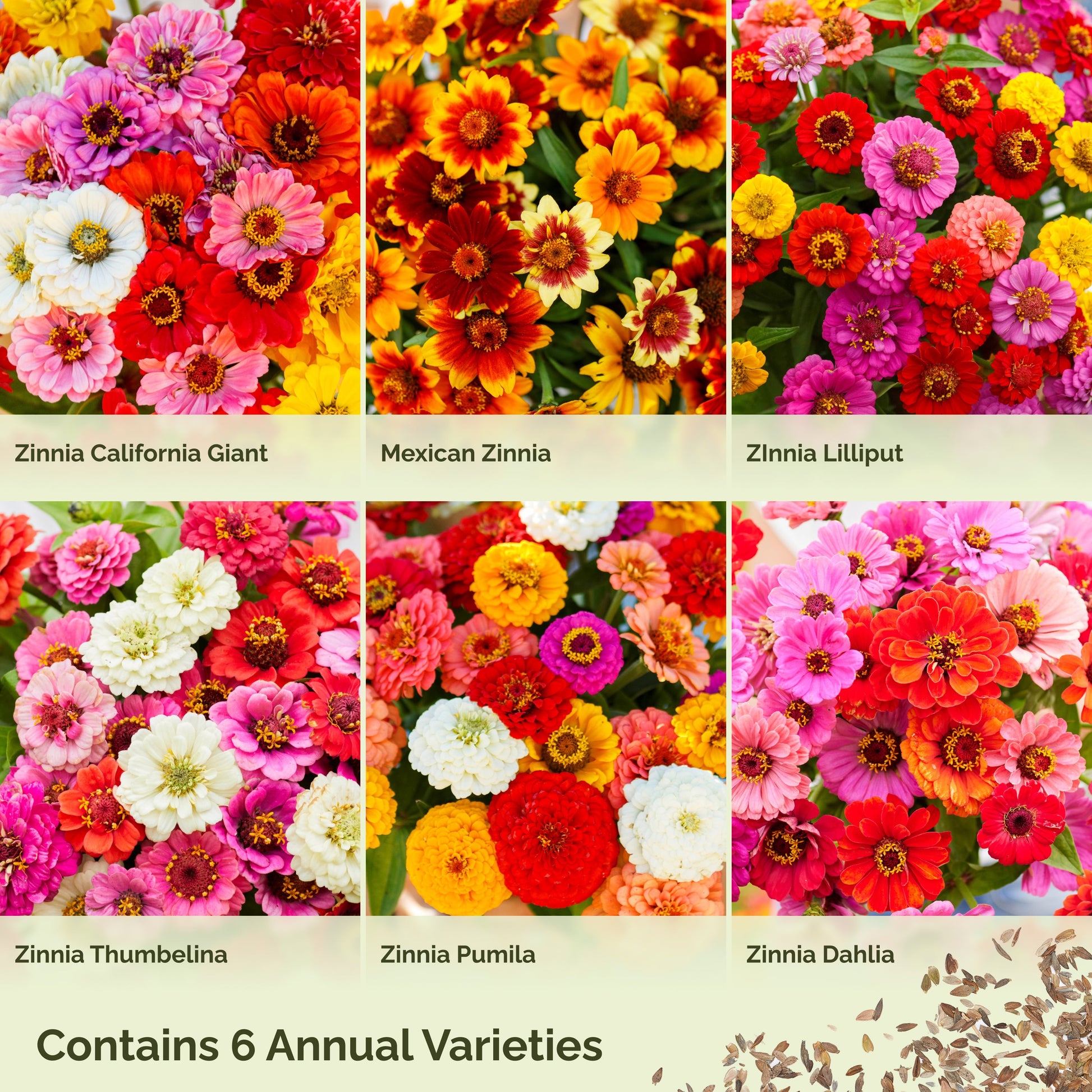 Graphic displaying mix contents of zin master wildflower mix