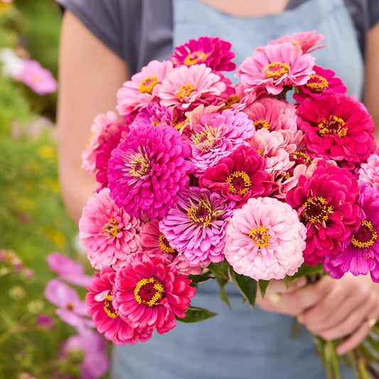 Hand-held Zinnia Art Deco Mix bouquet showing natural color and form, clustered blooms, and cut stems outdoors.