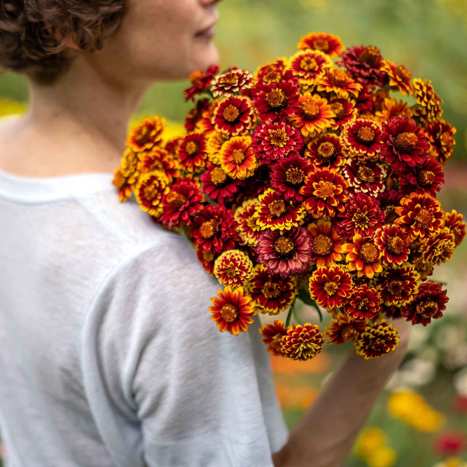 Zinnia aztec mix flowers in warm red and orange tones on a natural garden backdrop