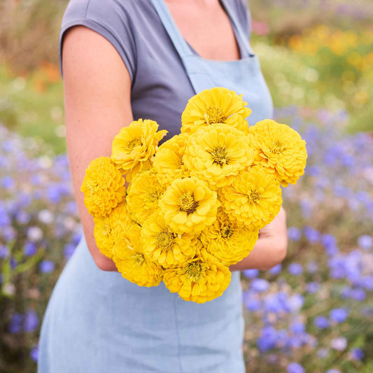Zinnia Benary's Giant Golden Yellow shown outdoors, with visible color, form, texture, and natural garden or harvest context.
