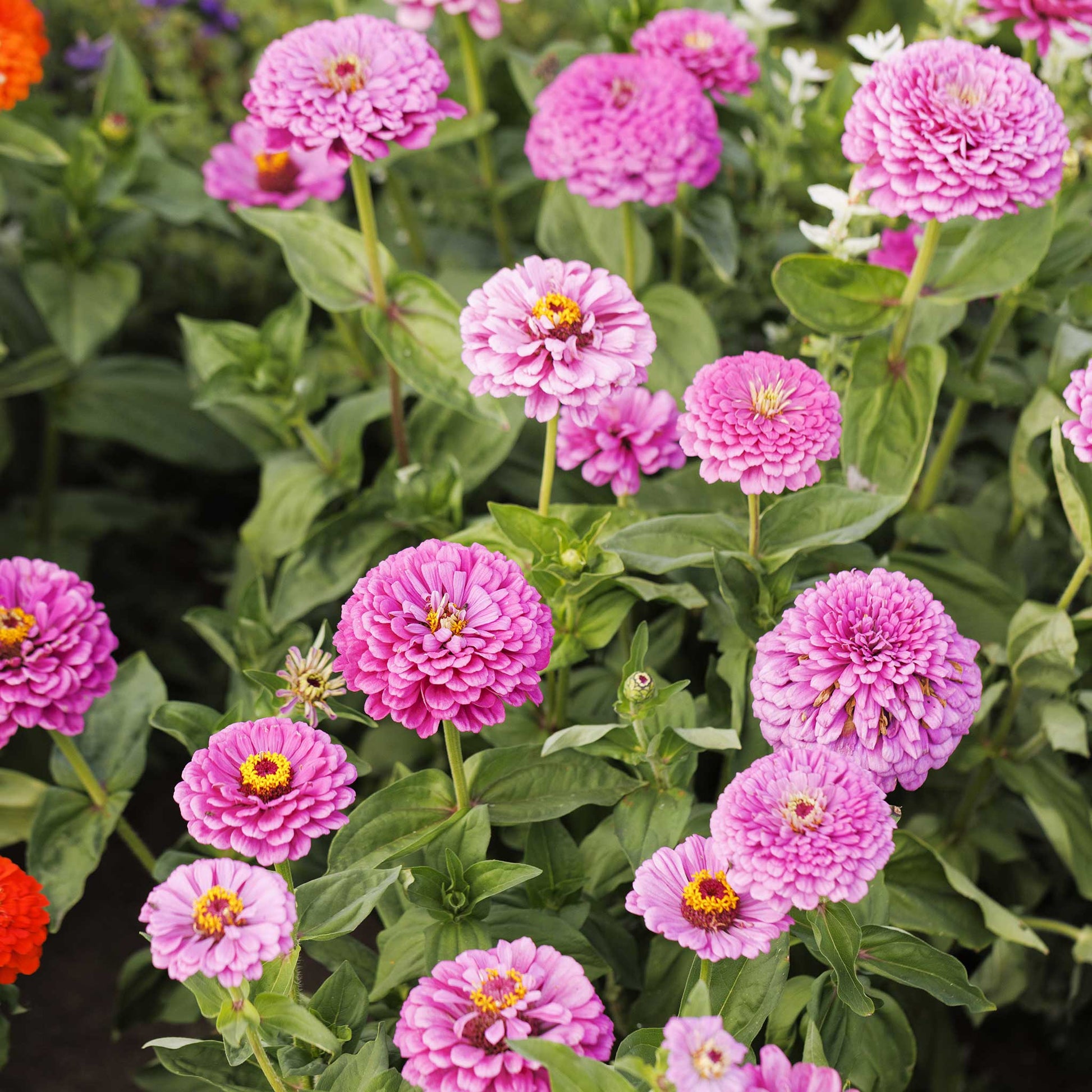 Large lilac-colored zinnia benary giant lilac on a natural outdoor garden backdrop