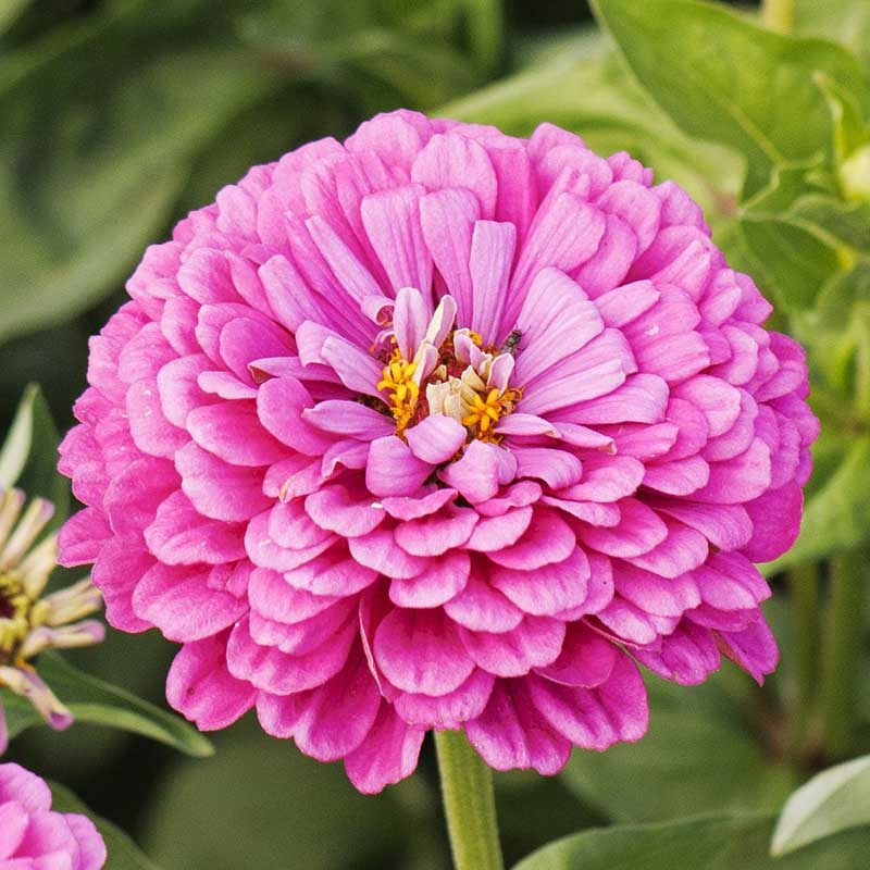 Cluster of lilac zinnia benary giant lilac flowers on a bright outdoor garden backdrop