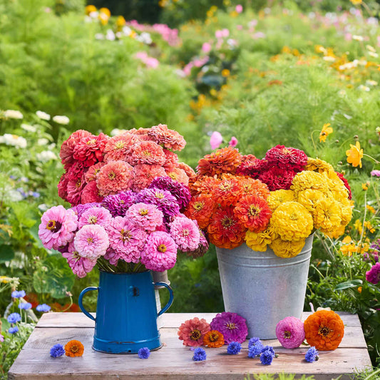 Cut Benary's Giant Mix zinnias in pink, orange, red and yellow arranged in two garden containers