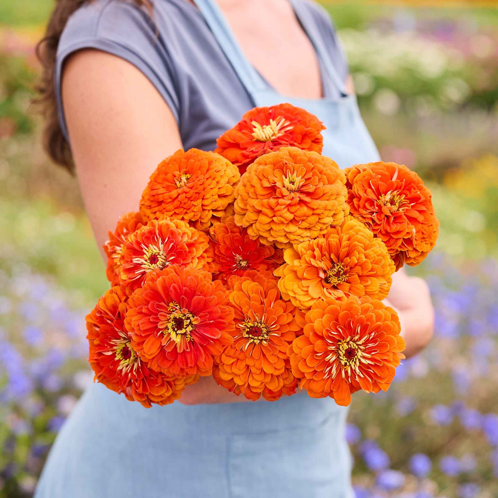 Person holding a bouquet of bright benary giant orange zinnia flowers with a blurred natural background