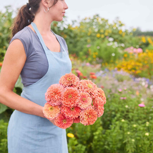 Zinnia Benary's Giant Salmon Rose shown outdoors, with visible color, form, texture, and natural garden or harvest context.