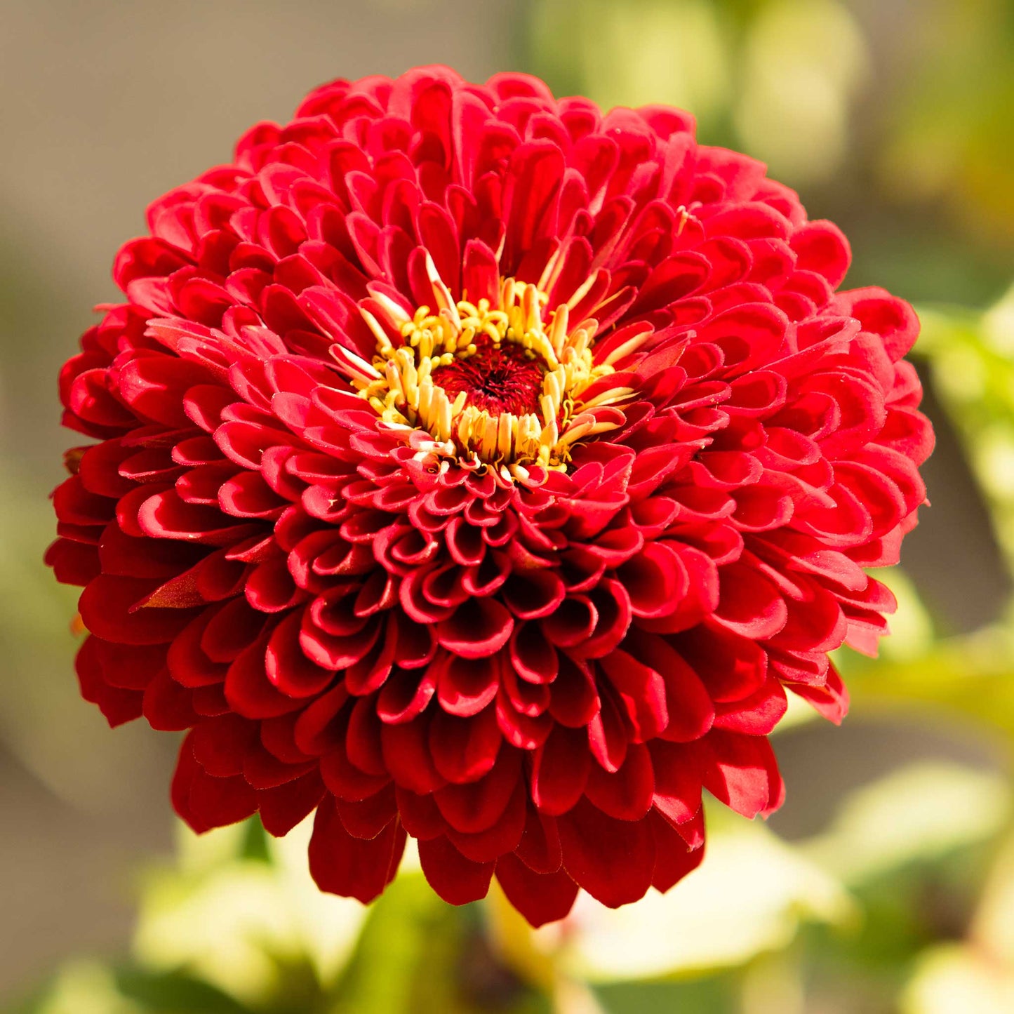 A close-up image of a benary giant scarlet zinnia flower with a yellow center.