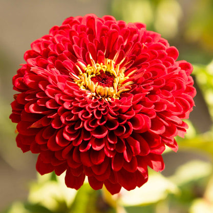 A close-up image of a benary giant scarlet zinnia flower with a yellow center.
