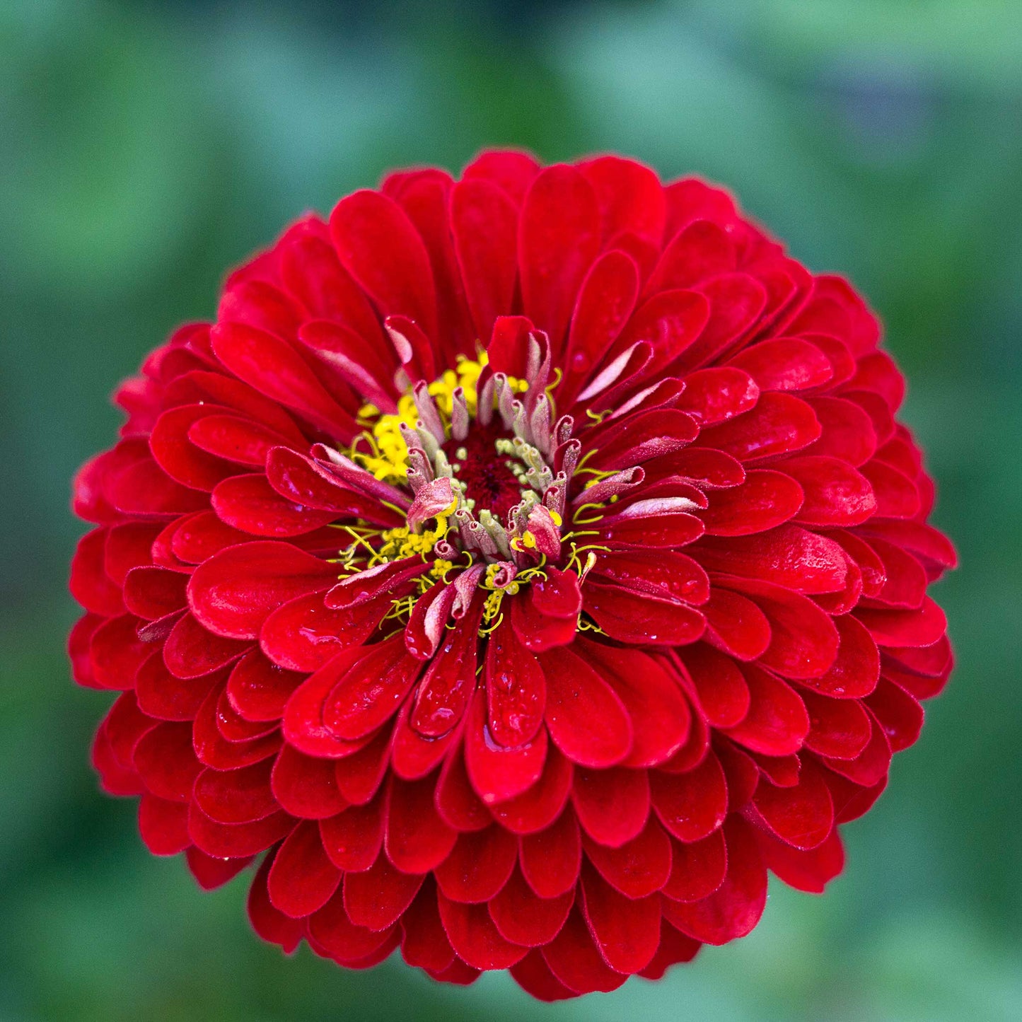 A close-up image of a benary giant scarlet zinnia flower with a yellow center.