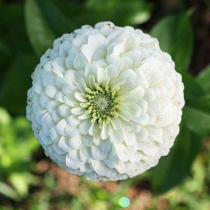 Close-up of large pure white zinnia benary giant white on a natural garden backdrop