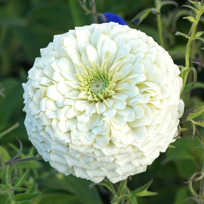 Large fully double zinnia benary giant white flower on a soft garden green backdrop