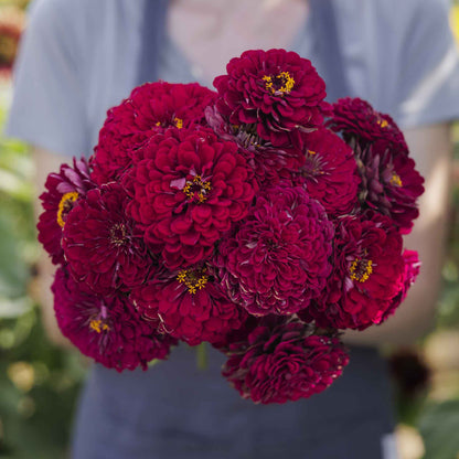 Deep wine-colored zinnia benary giant wine blooms on a natural garden backdrop