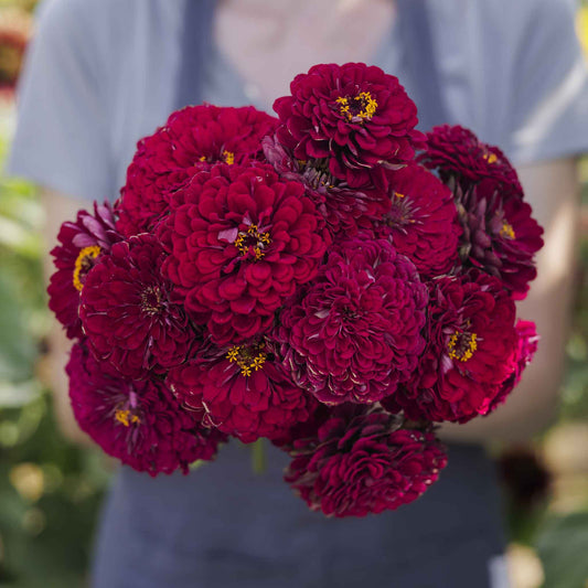 Deep wine-colored zinnia benary giant wine blooms on a natural garden backdrop