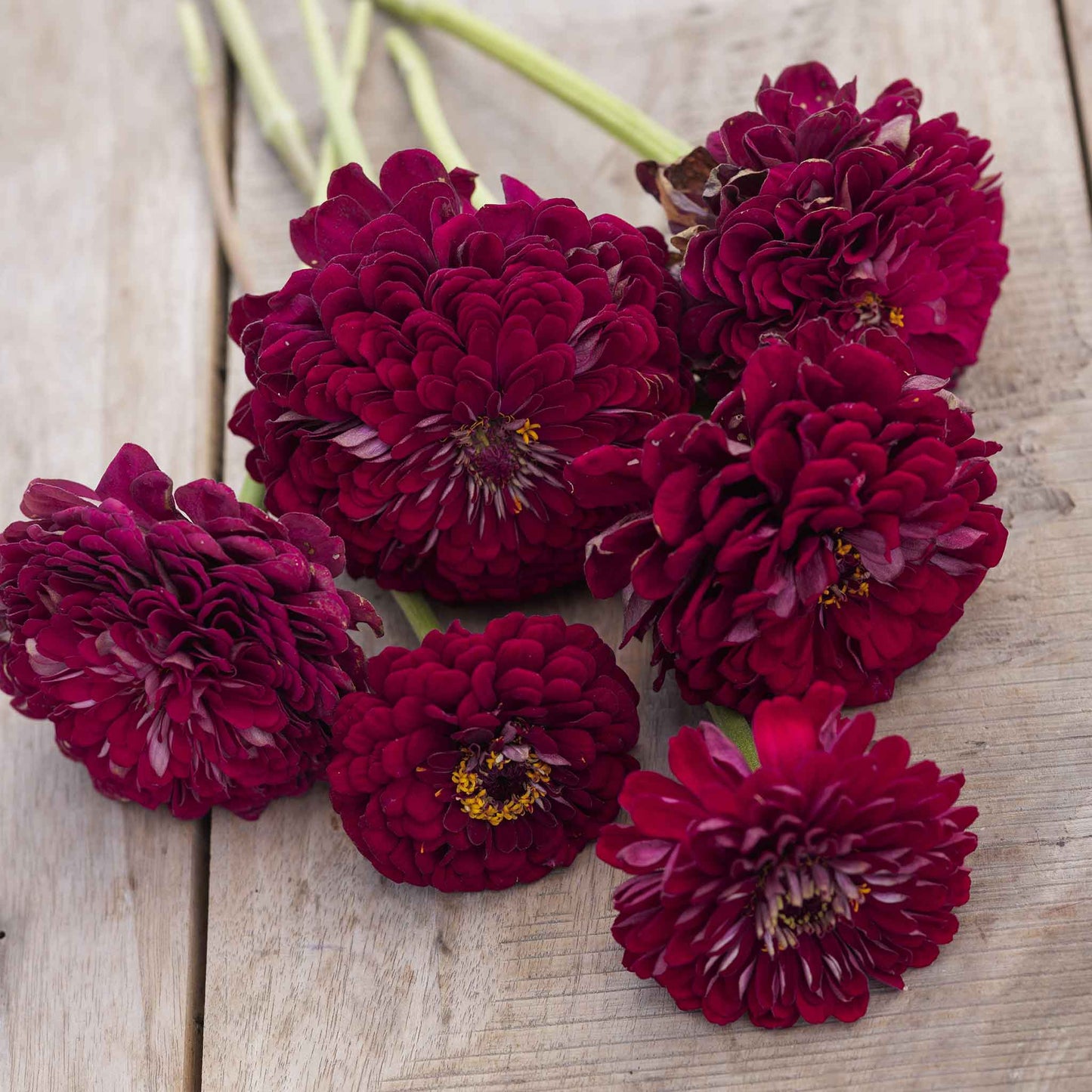 Zinnia benary giant wine flowers in bold burgundy on a natural garden backdrop