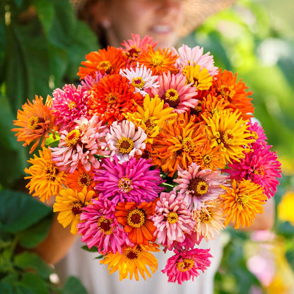 Vibrant mix of burpeeana zinnia giant blooms in orange pink and red on a garden backdrop