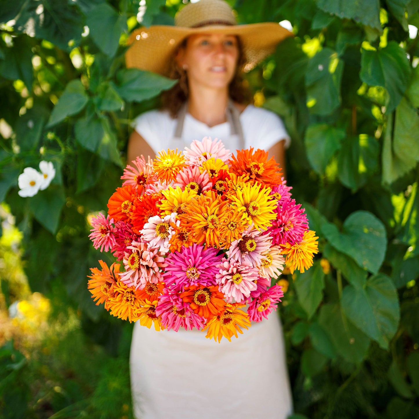 Close-up of vibrant mixed-color burpeeana zinnia giant flowers on a green background