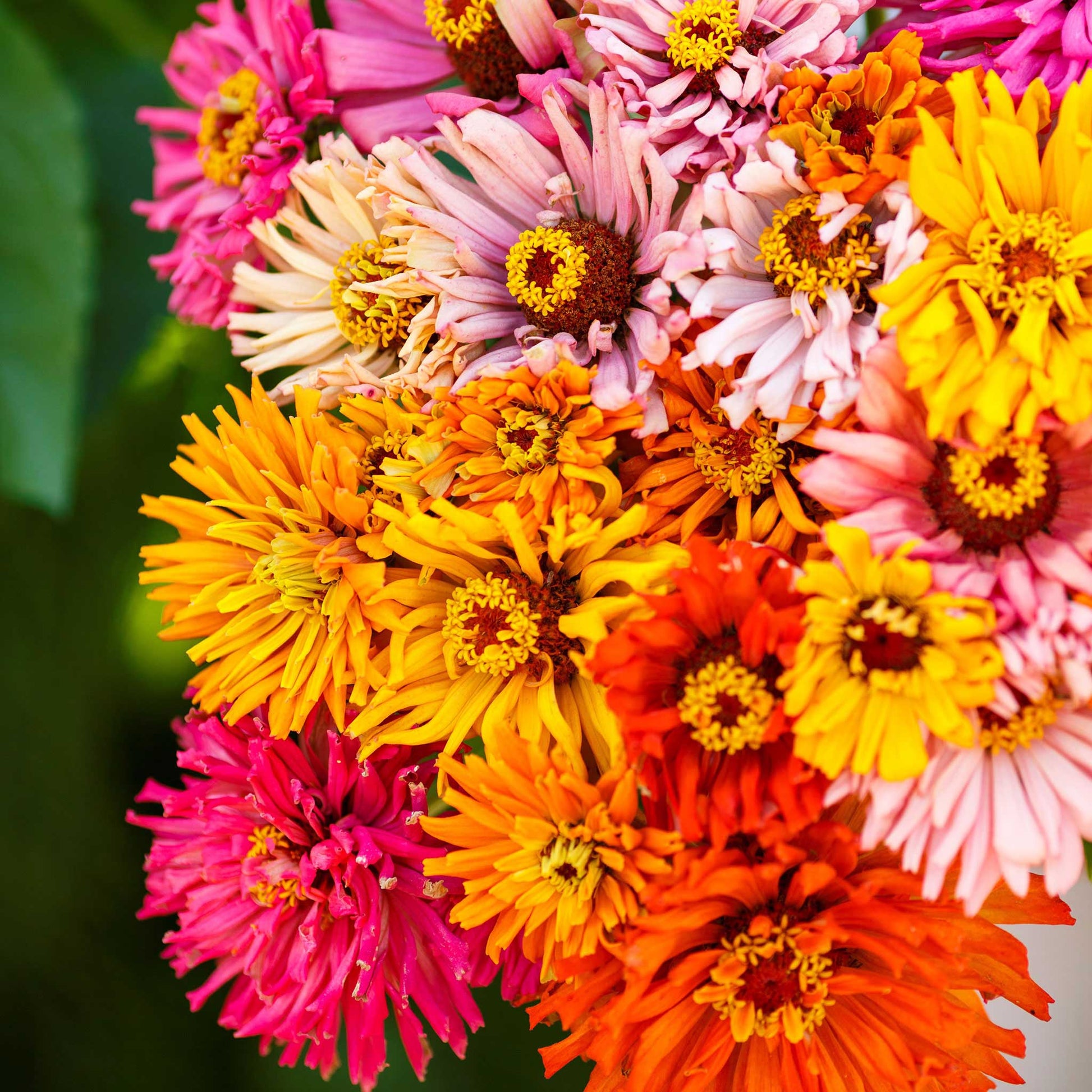 Burpeeana zinnia giant mix blooms in bold mixed colors on a bright garden backdrop